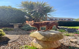 Bengal cats for sale: Bengal cat - Image 5