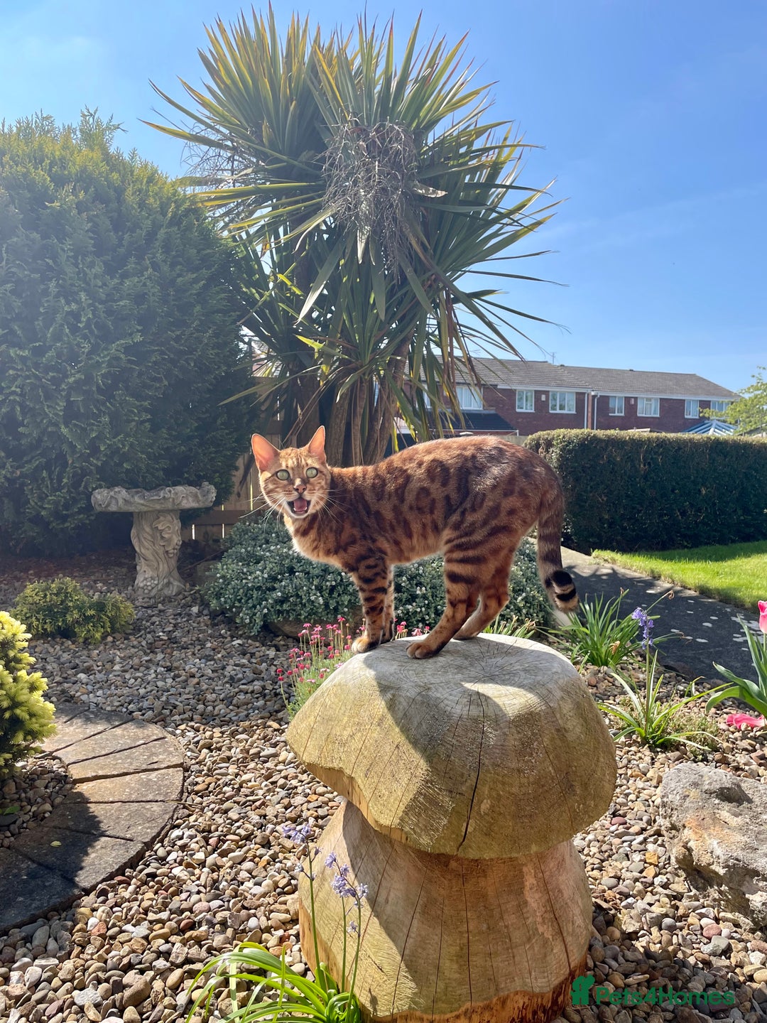 Bengal cats for sale: Bengal cat - Image 5