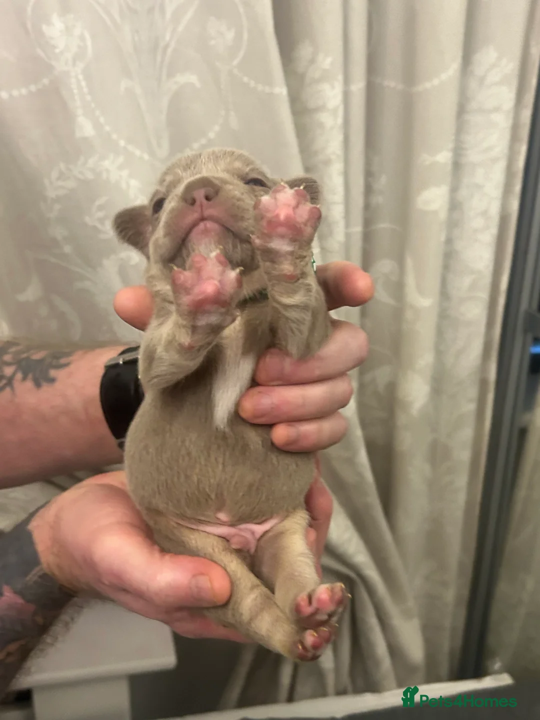 French Bulldog dogs for sale: 9 top quality fluffy carrying french bulldogs  - Advert 23