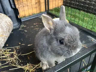 Netherland Dwarf rabbits Grey Netherland Dwarf rabbit- 18 months old - Advert 2