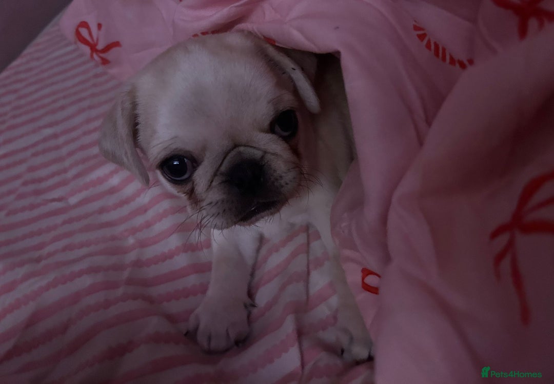 Pug dogs for sale: Gorgeous creamgirl and whiteboy pug ready toleave  - Advert 8