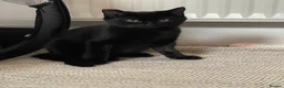 Mixed Breed cats for sale: Kitten 1 & Kitten 2 in Wallingford - Advert 18