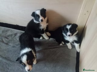 Border Collie dogs Border Collie pups - Advert 10