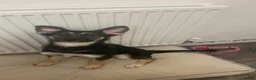 German Shepherd dogs for sale: German Shepherd Pup - Advert 5