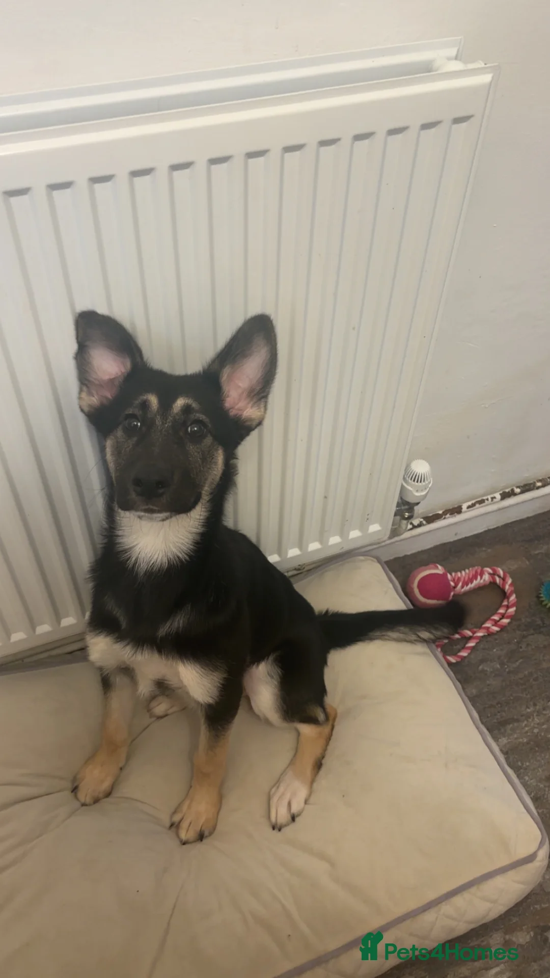 German Shepherd dogs for sale: German Shepherd Pup - Advert 5