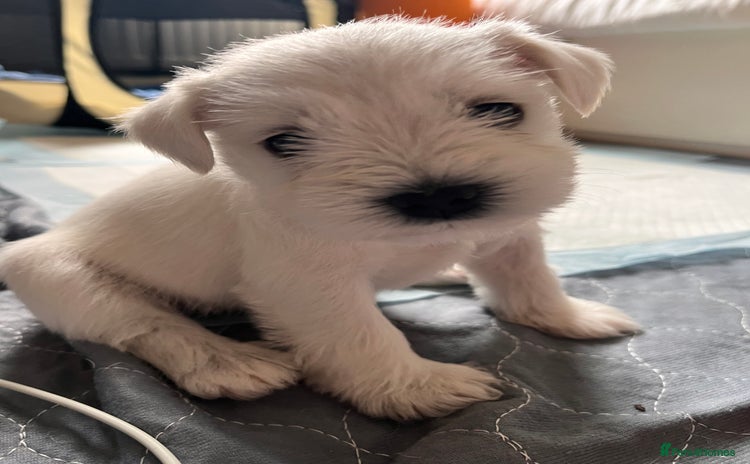 Miniature Schnauzer dogs - Advert 1