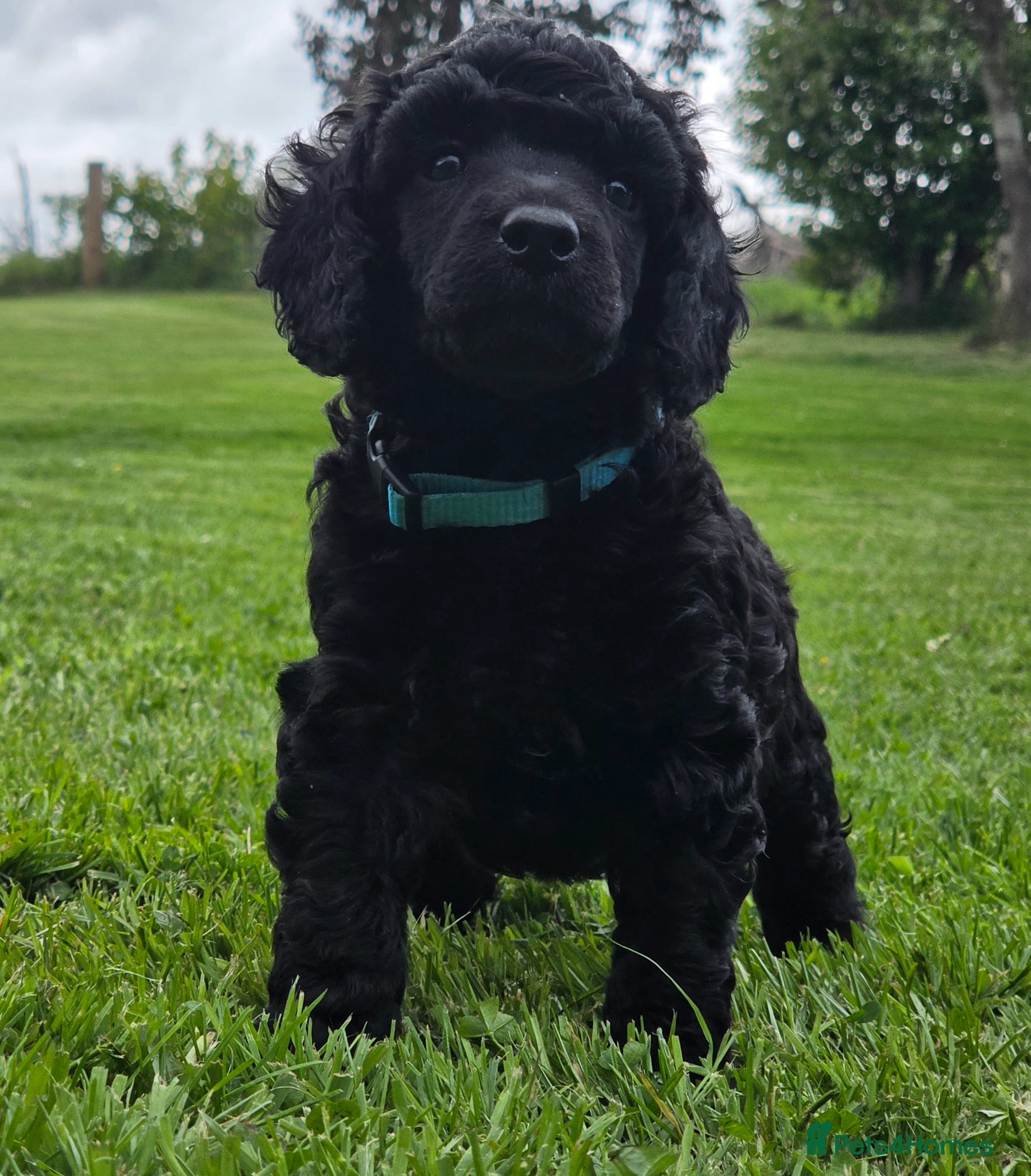 Poodle dogs for sale: Exceptional health tested Moyen Poodles  - Advert 14