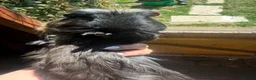 Guinea Pig rodents for sale: Guinea pigs - Advert 2