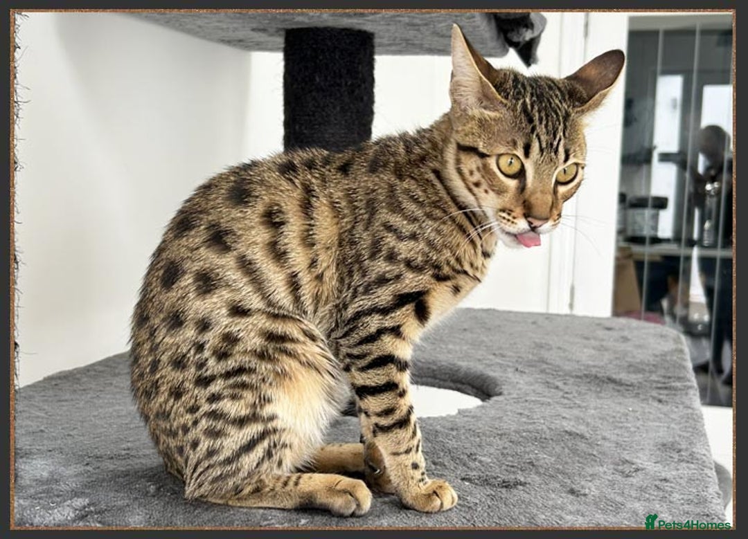 Savannah cats for sale: Dramatically reduced and ready F5 SBT Savannahs in Bingley - Image 17