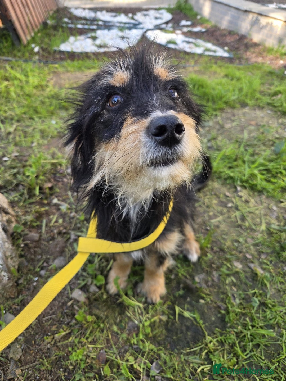 Mixed Breed dogs for adoption: Terrier Mix, 1 year Old Leyla is Ready for Adopt - Advert 4