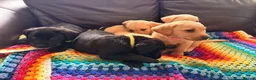Labrador Retriever dogs for sale: Here come the boys! - Advert 19