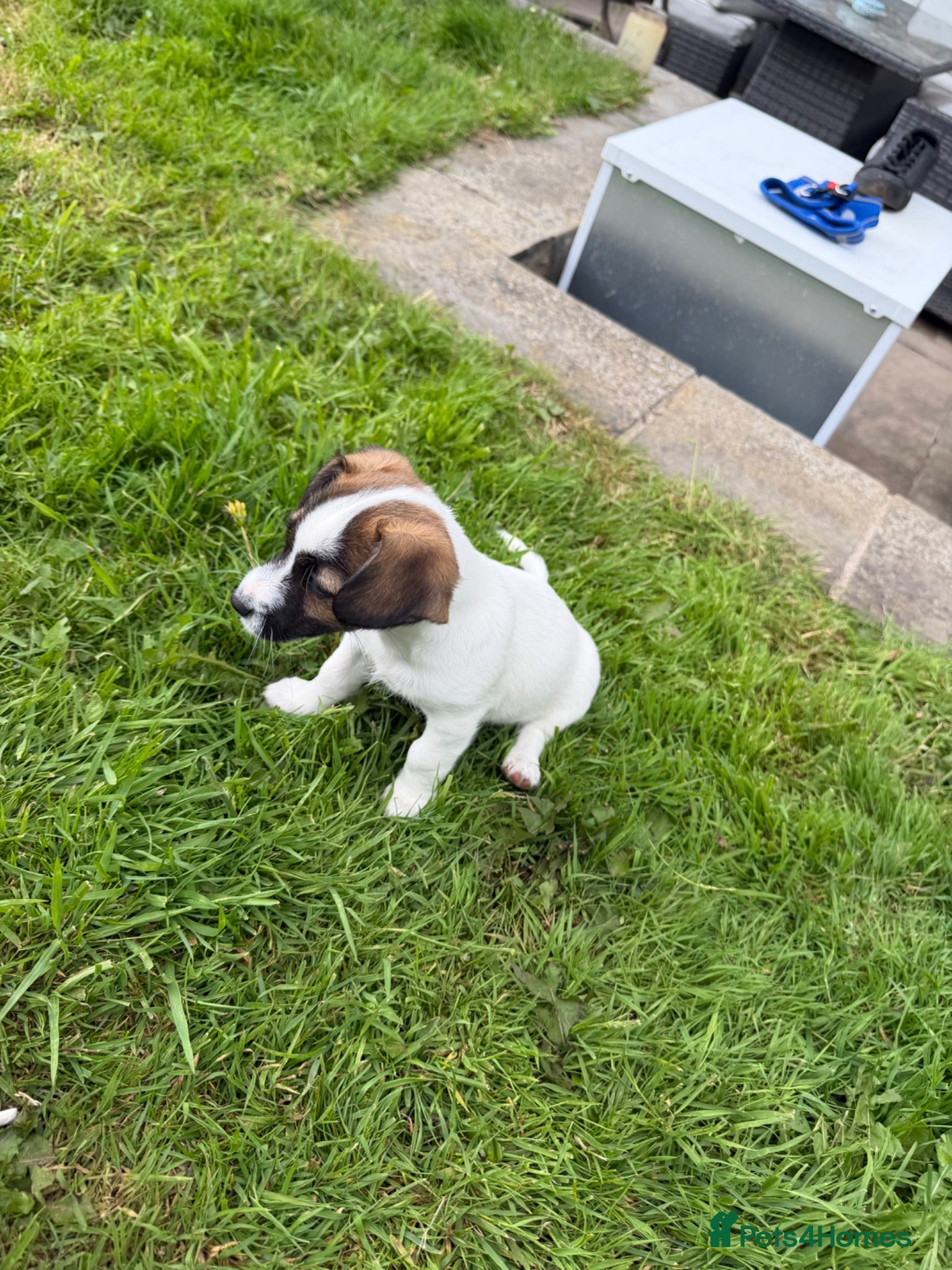 Jack Russell dogs Terrier Puppies - Advert 7