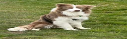 Border Collie dogs for stud: Lilac and White Border Collie for stud - Advert 3