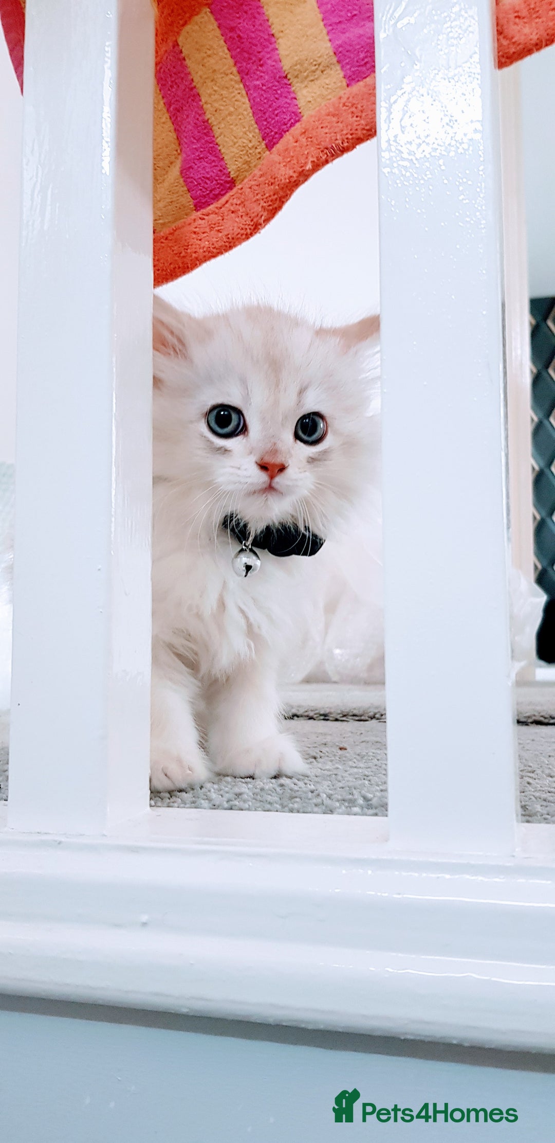 British Longhair cats for sale: British longhair male very friendly and gentle - Image 6