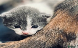 Mixed Breed cats for sale: Gorgeous kittens  - Image 14