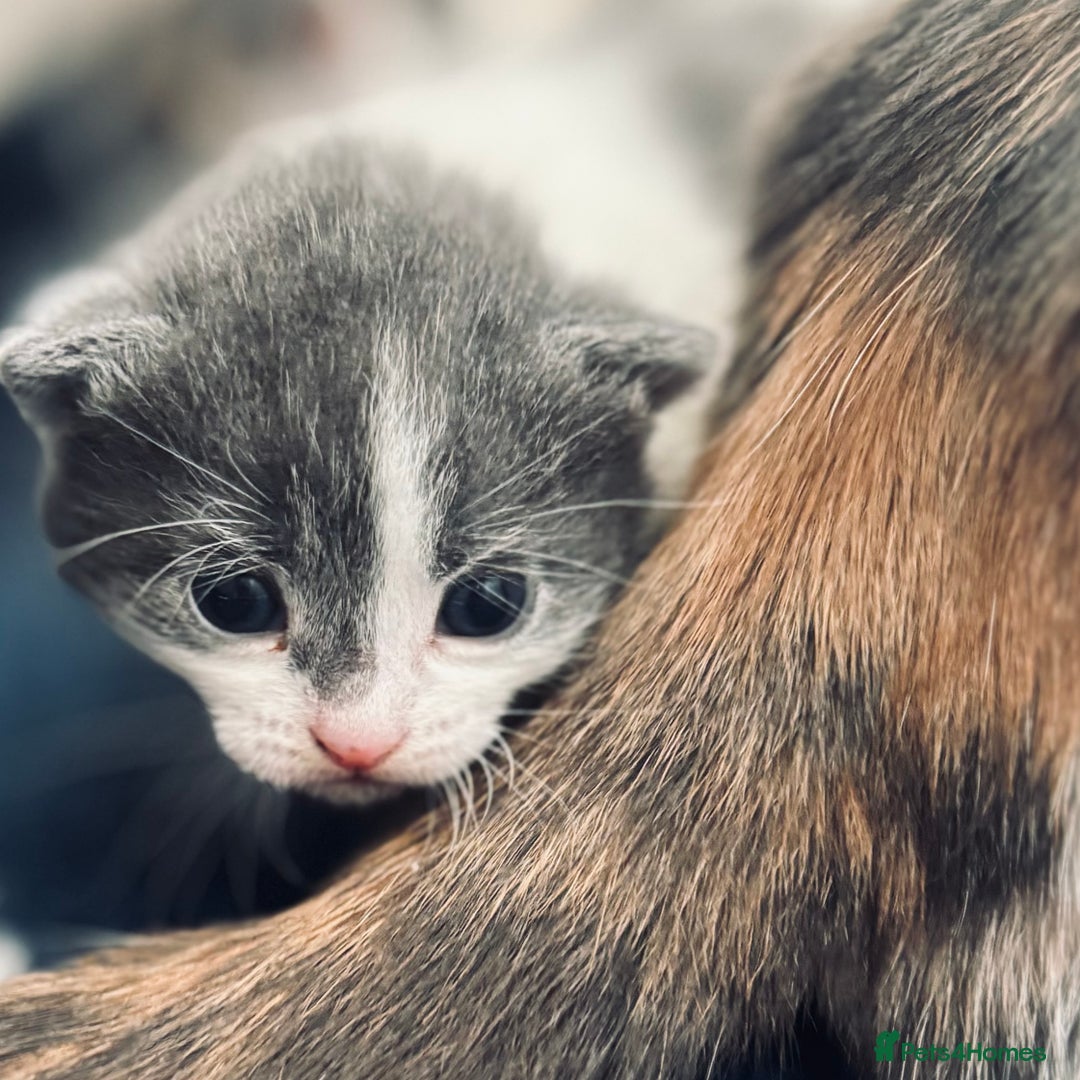 Mixed Breed cats for sale: Gorgeous kittens  - Image 14
