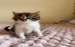 Maine Coon cats for sale: Maine Coon Cross Kittens  - Image 10