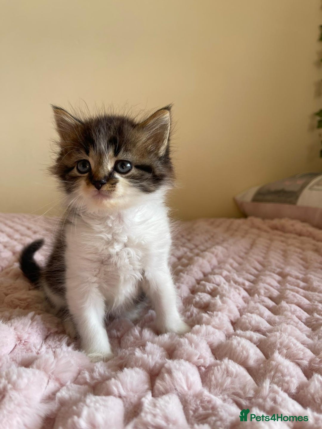 Maine Coon cats for sale: Maine Coon Cross Kittens  - Image 10