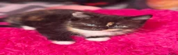 Mixed Breed cats for sale: Kittens for sale  - Advert 4