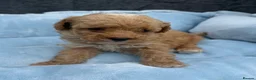 Toy Poodle dogs for sale: Adorable Toy Poodle Puppies 1 LEFT! *READY TO GO* - Advert 13