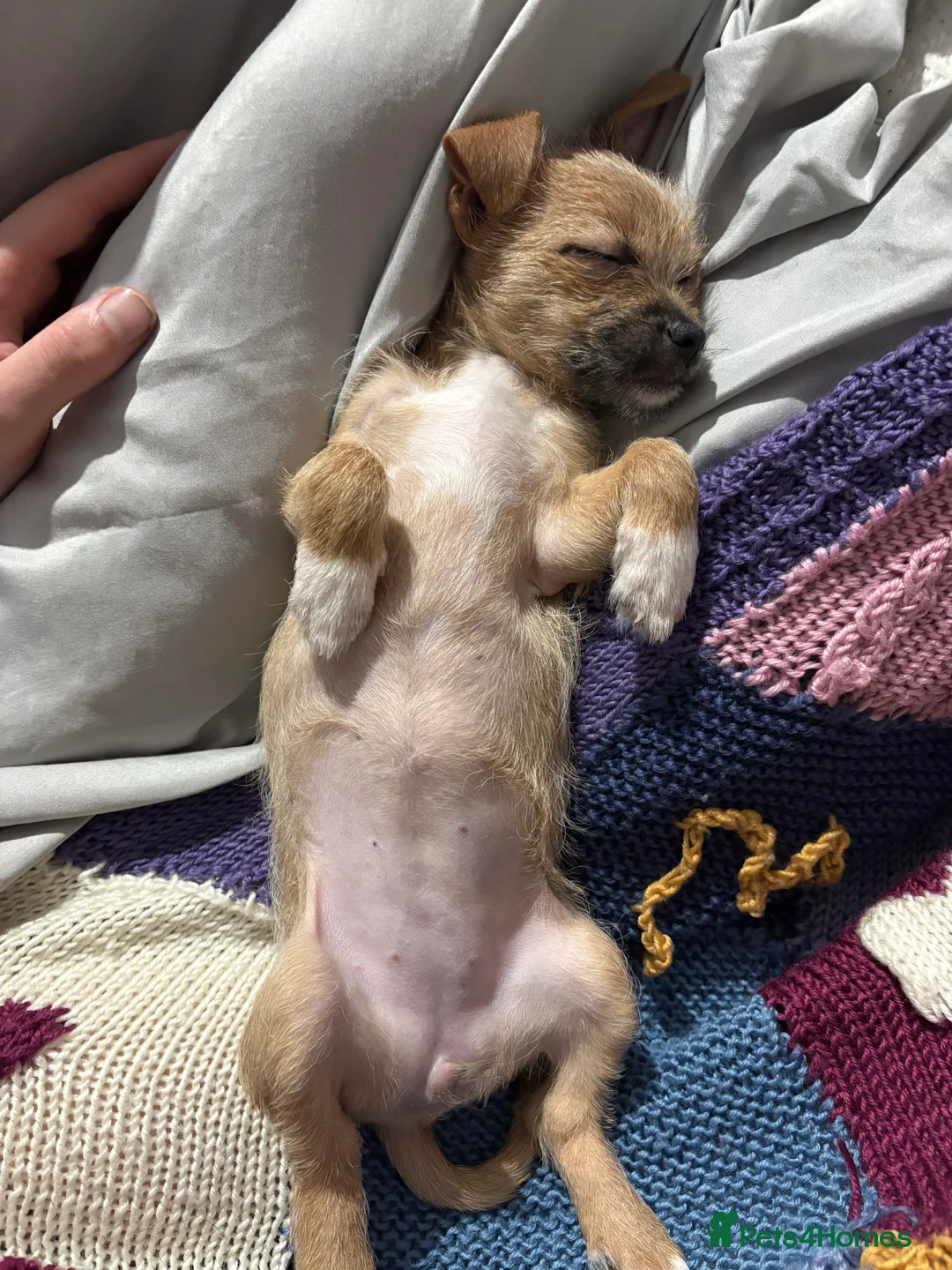 Mixed Breed dogs for sale: Chihuahua x Shih Tzu x Lhasa Apso Puppy  - Advert 2