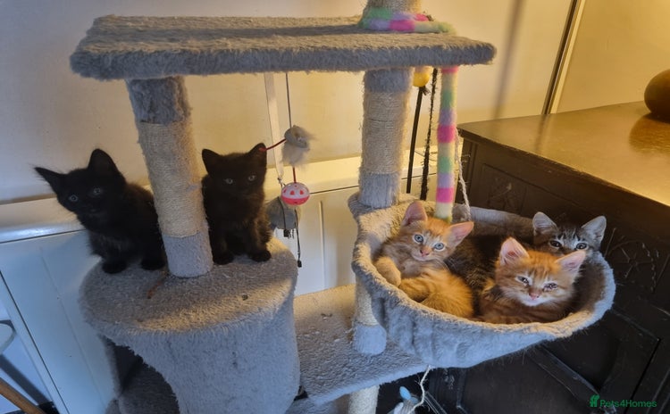 Mixed Breed cats - Advert 2