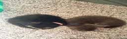 American Shorthair cats for sale: Cute black and grey kittens  in Northampton - Advert 13
