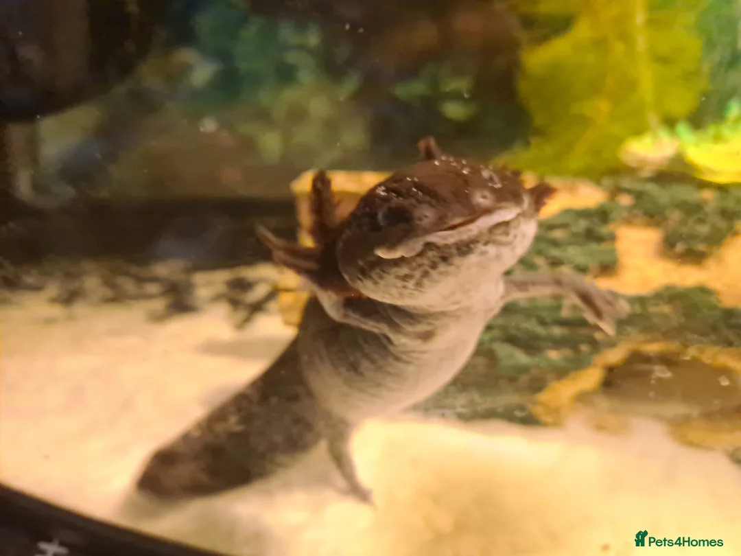 Other/Mixed Breed fish for sale: Axolotls (coldwater) - Advert 4