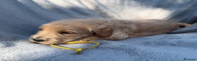 Bali- Yellow Collar