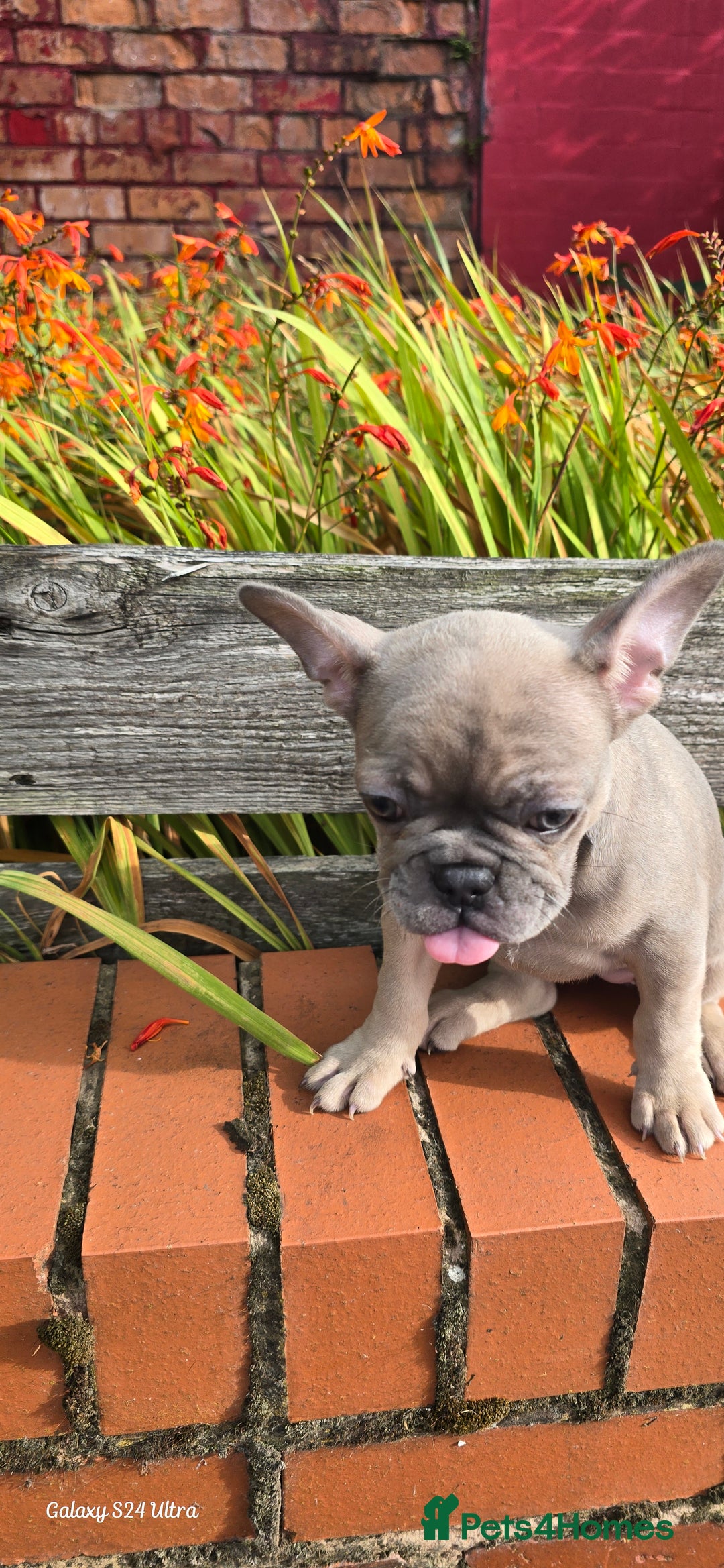 French Bulldog dogs for sale: Elsa Girl - Image 1
