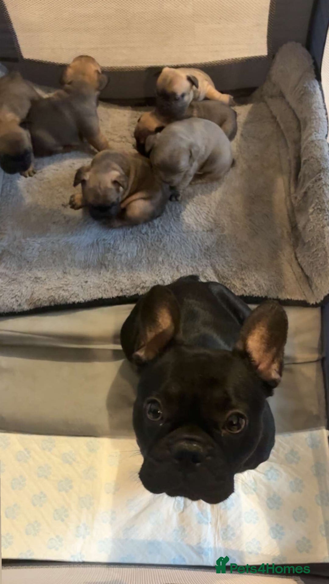 French Bulldog dogs for sale: French bulldog puppies - Advert 9