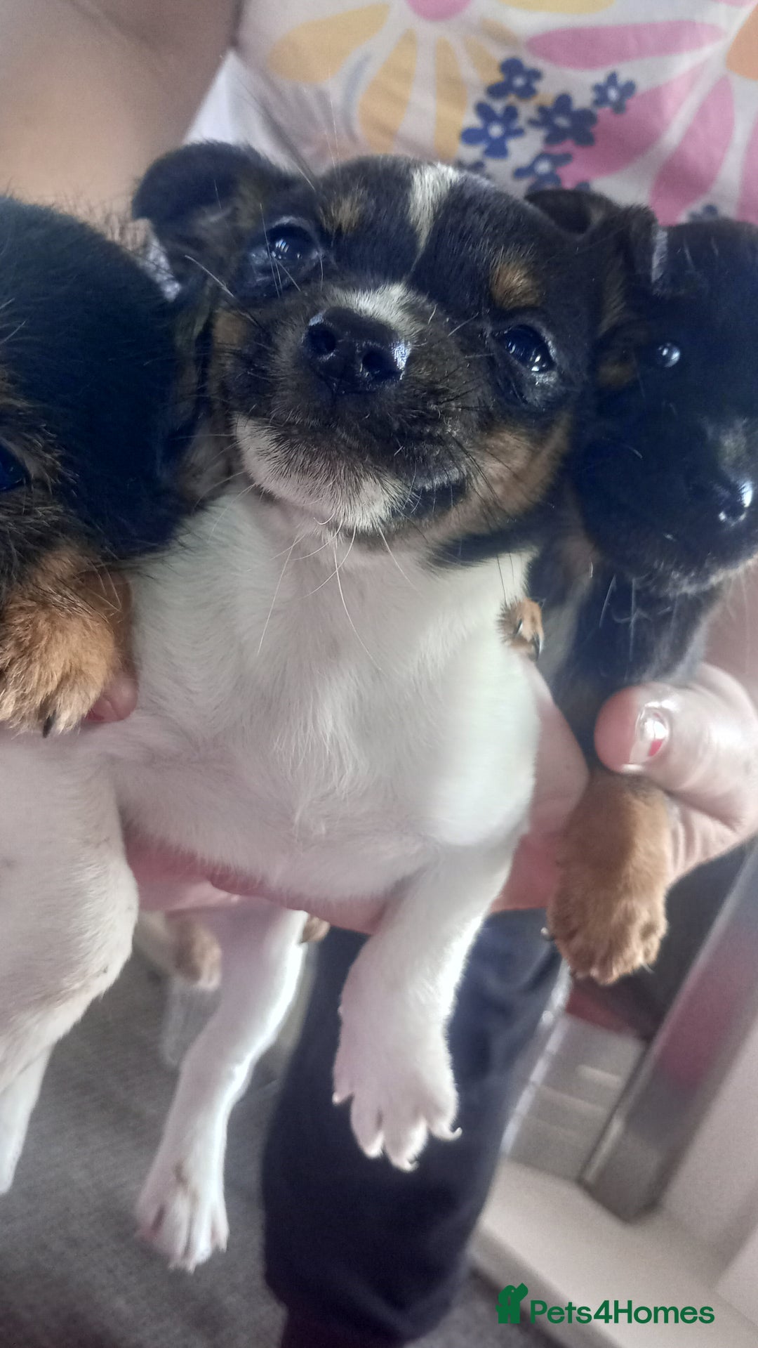 Mixed Breed dogs for sale: Jack Russell puppies  - Advert 10