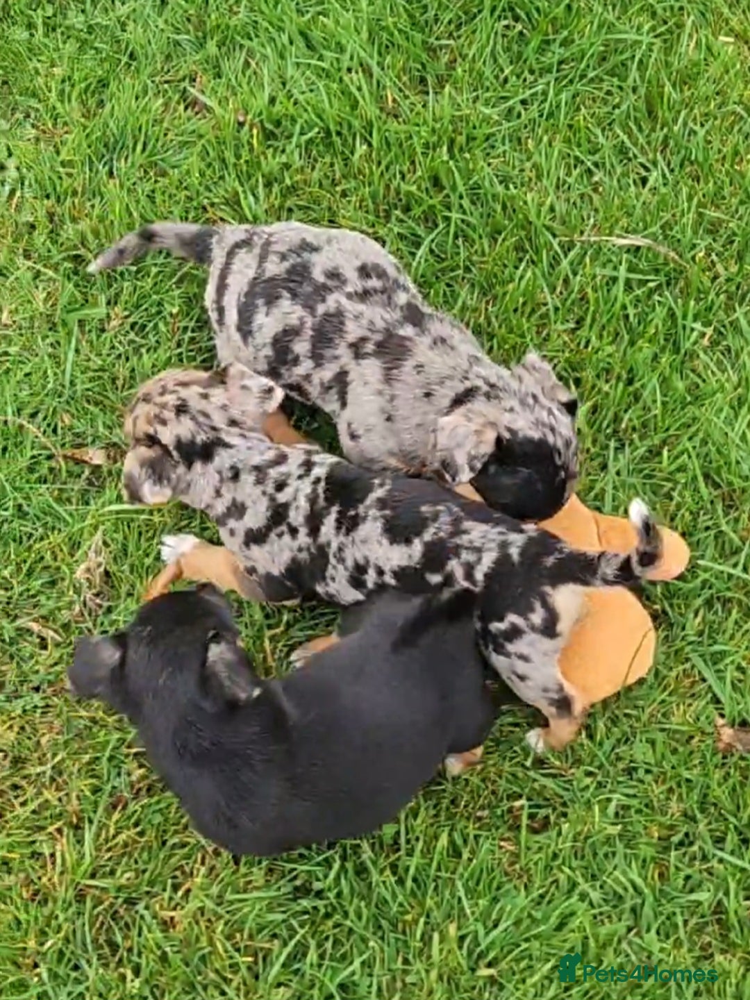 Jack Russell dogs for sale: GORGEOUS JACK RUSSELL PUPPIES  - Image 12