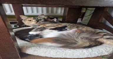 Mixed Breed cats - Advert 10