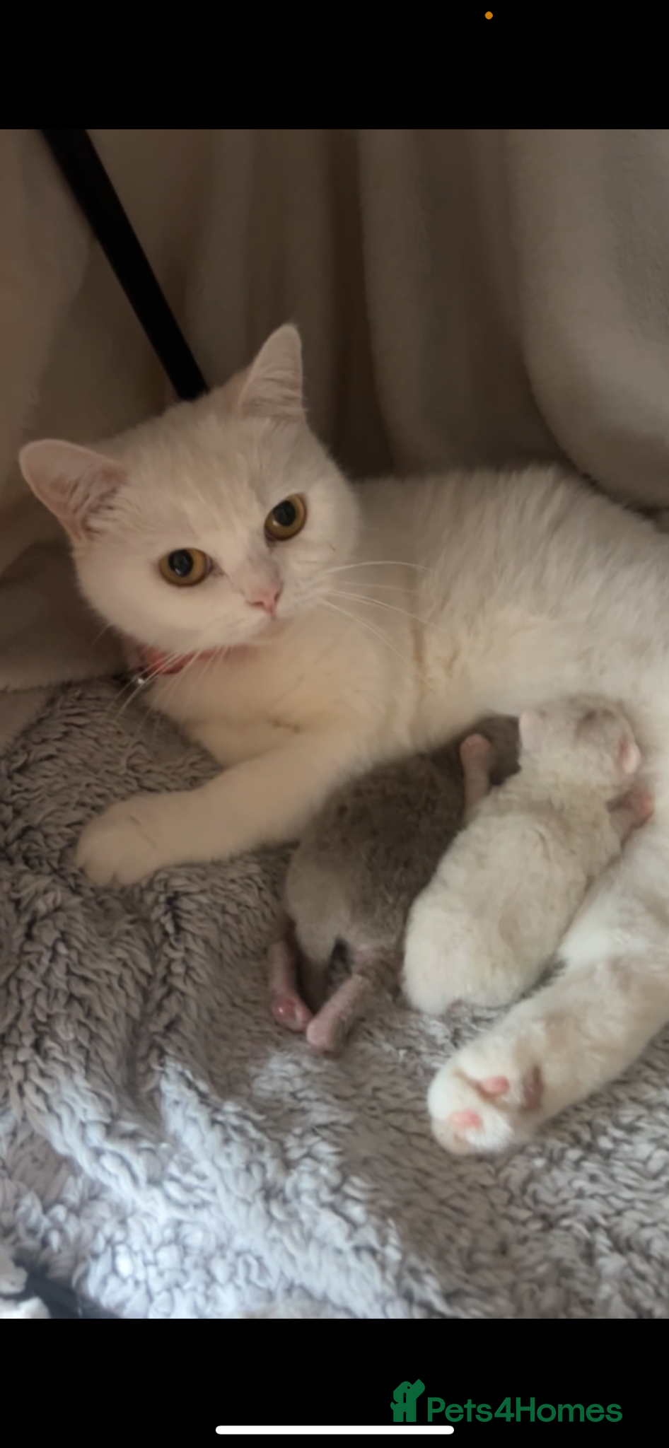 British Shorthair cats British Short Hair Kittens - Advert 1