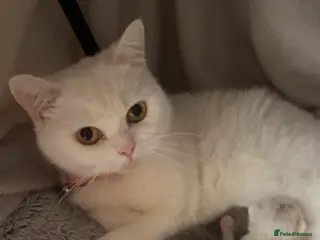 British Shorthair cats British Short Hair Kittens - Advert 14