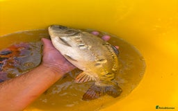 Koi Carp fish for sale: Pond fish carp/koi - Image 3