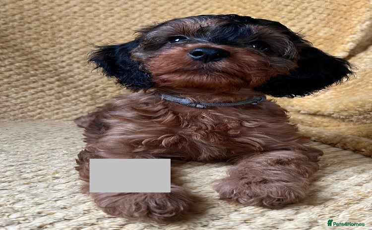 Cockapoo dogs - Advert 5