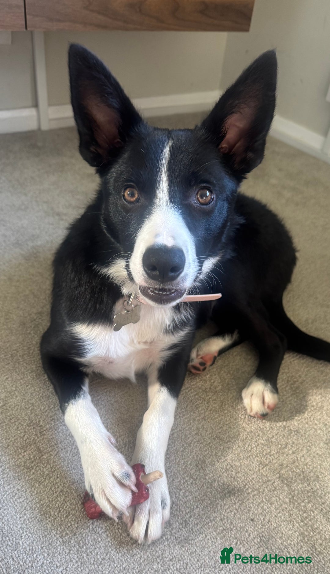 Border Collie dogs for sale: Border Collie Female 7 months old  - Advert 2