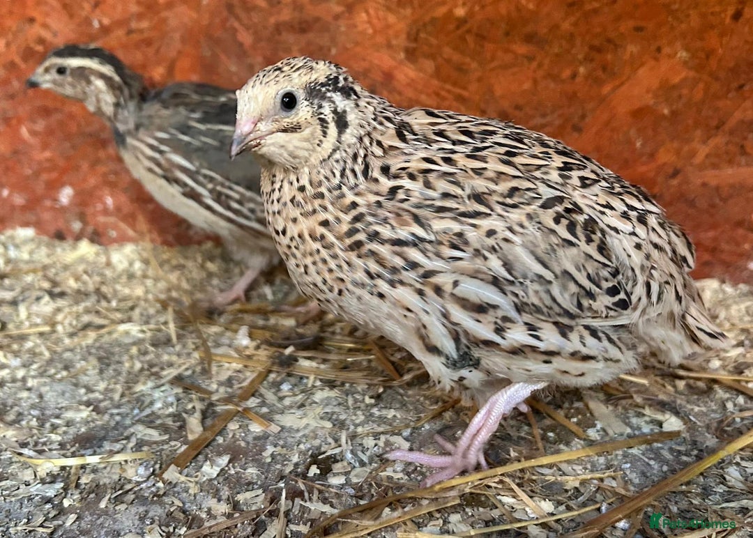 Quail poultry for sale: Live cortunix quail for sale - Image 4