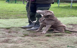 Labrador Retriever dogs for sale: Stunning Pure Pedigree silver labrador puppies  - Image 11