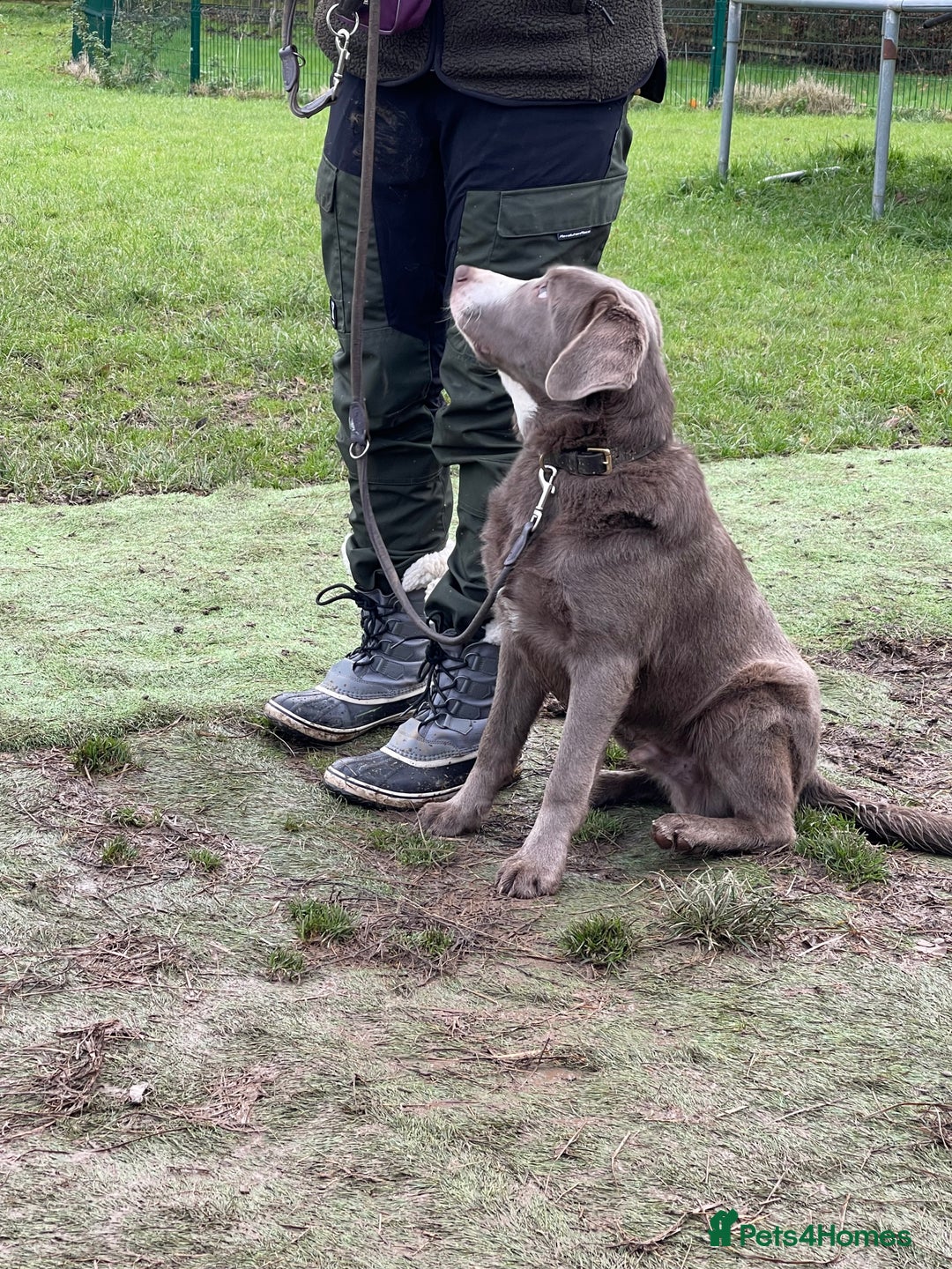 Labrador Retriever dogs for sale: Stunning Pure Pedigree silver labrador puppies  - Image 11