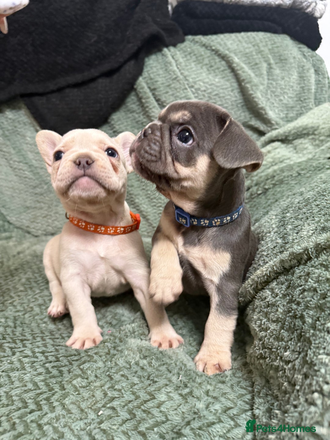 French Bulldog dogs for sale: One girl left.French Bulldog puppies 🐶❤️ KC reg - Advert 8