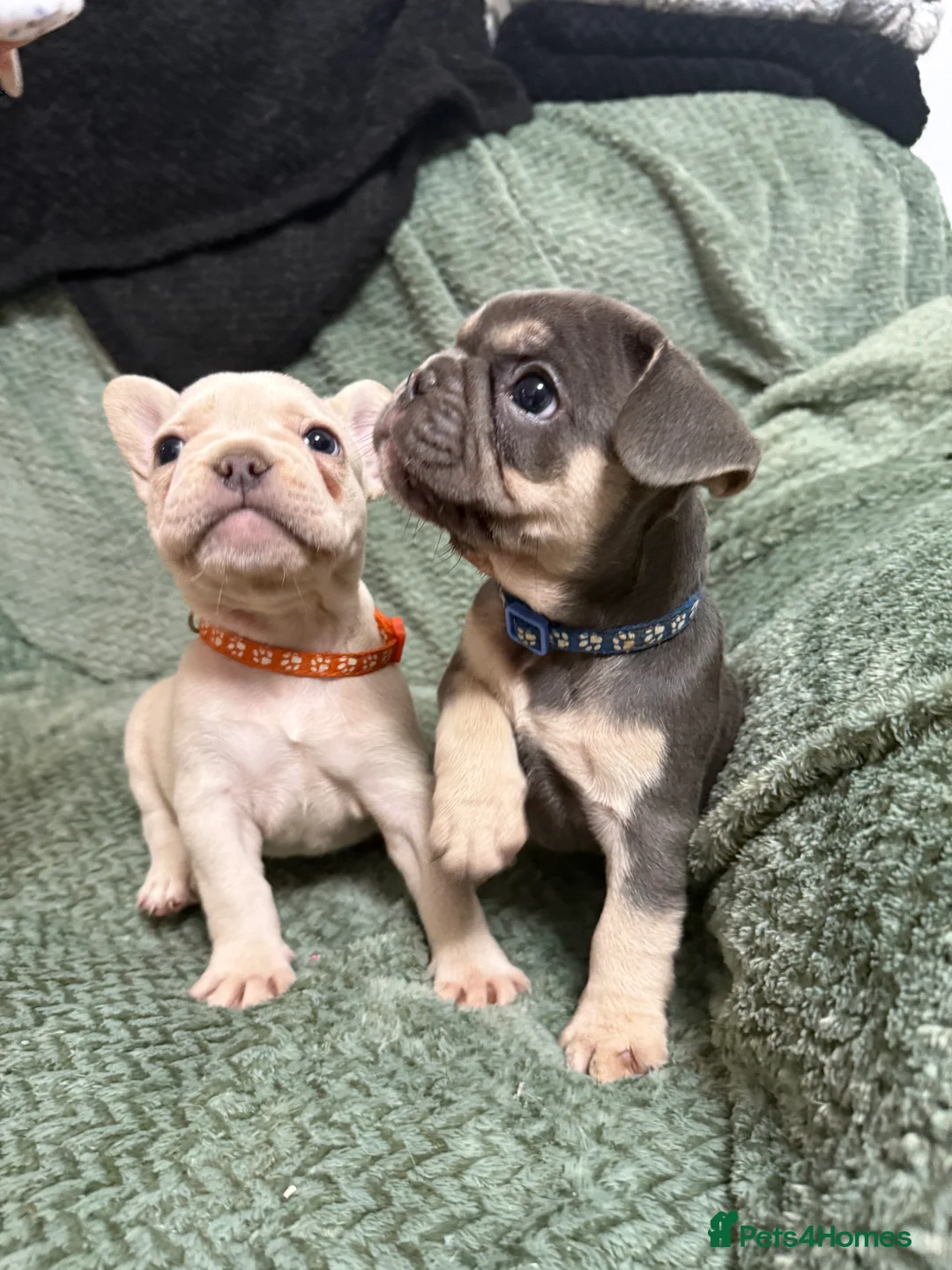 French Bulldog dogs for sale: One girl left.French Bulldog puppies 🐶❤️ KC reg - Advert 8