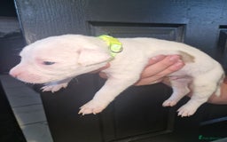 American Bulldog dogs for sale: American  bulldog  pups - Image 19