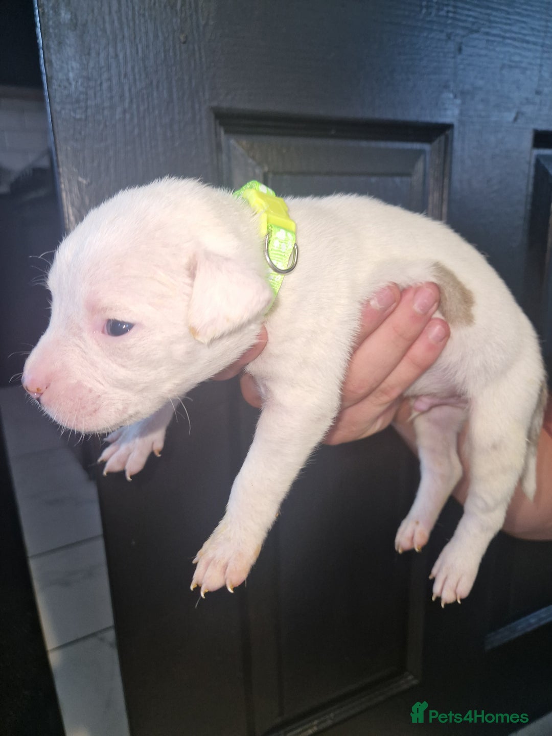 American Bulldog dogs for sale: American  bulldog  pups - Image 19