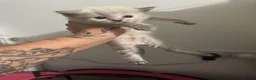 Mixed Breed cats for sale: Ragdoll x Persian  - Advert 6