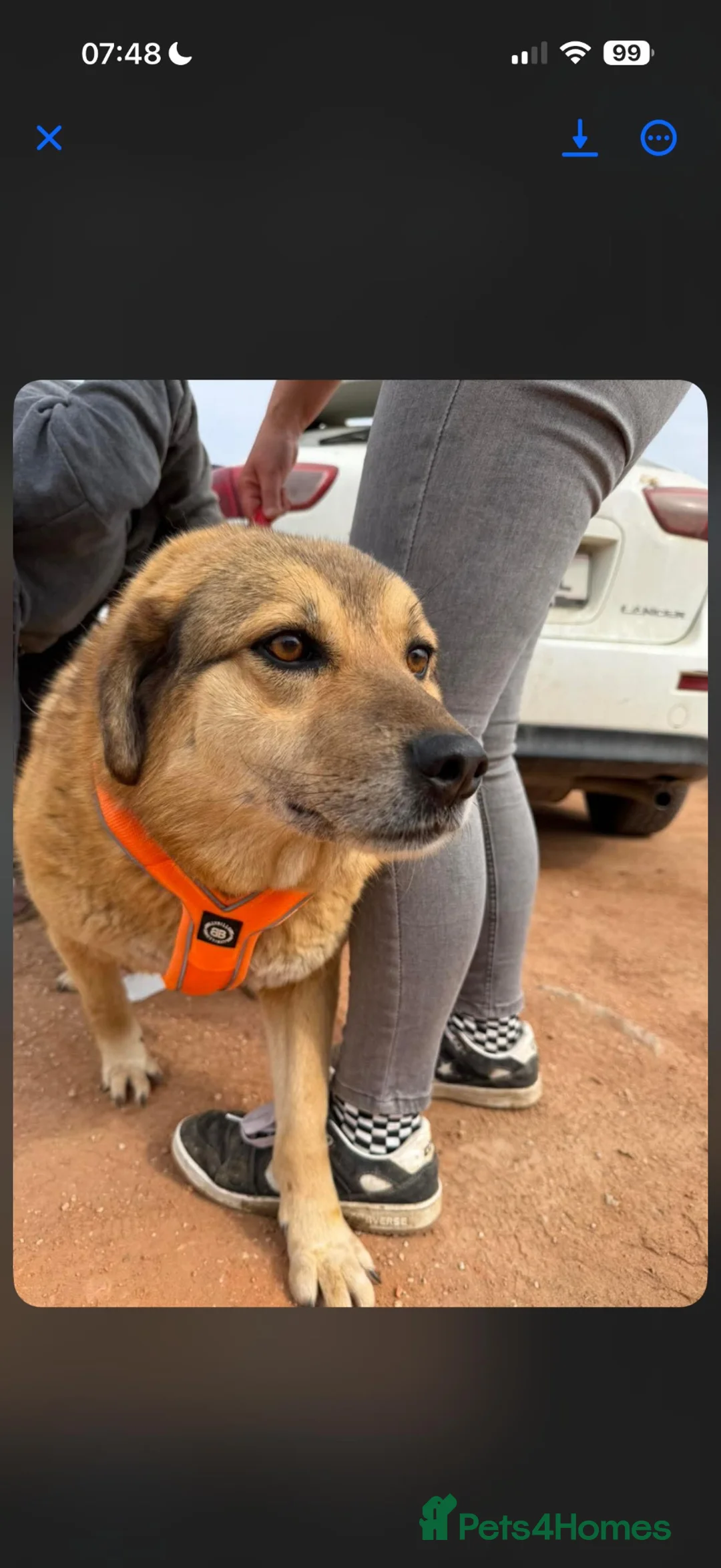 Mixed Breed dogs for adoption: Sweet Muffin | Gentle, Snuggly & Cheeky Girl 💛 - Advert 16