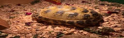 Tortoise reptiles for sale: Horsefield tortoise in Chesterfield - Advert 3