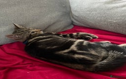 Mixed Breed cats for sale: Two beautiful brothers needing a forever home  - Image 3